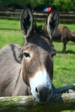 Image: Meet the donkeys at Bagwell Farm Touring Park, Weymouth, Dorset