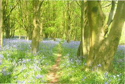 Image: Bluebell Woods
