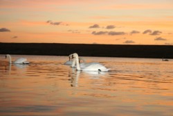 Image: Swans on the Fleet Lagoon, a short walk from Bagwell Farm Touring Park