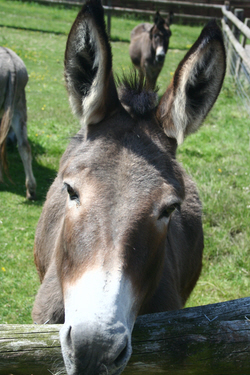 Maisie the Donkey